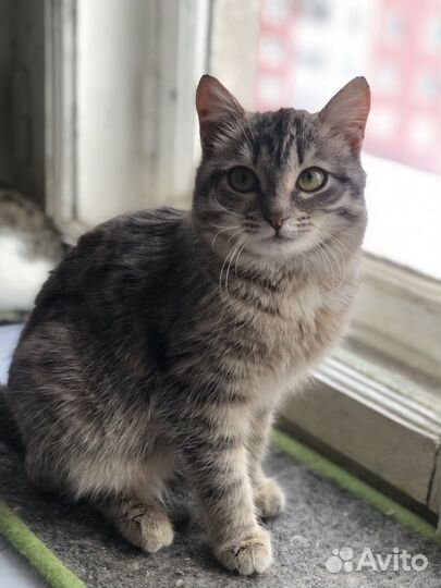 Малышка Кнопочка ищет семью