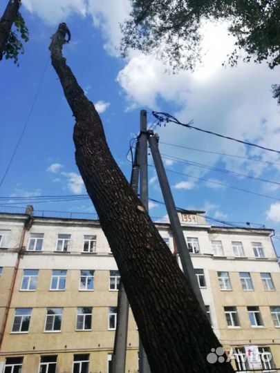 Спил деревьев