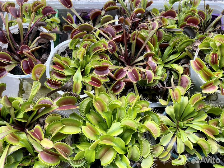 Растение-хищник Венерина мухоловка