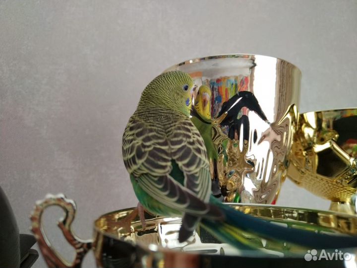 Птенцы волнистый попугай