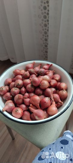 Красный семейный лук