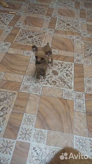 Щенки тойтерьера