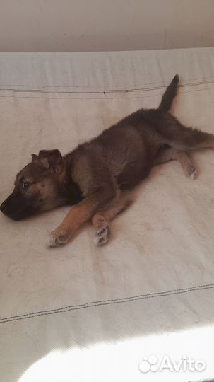 Щенок милая, ласковая,маленькая