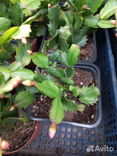 Декабрист, шлюмбергера из питомника растений