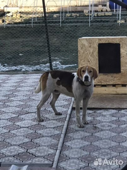 Вязка Русская гончая пегая Выжлец