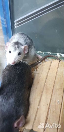 Крыса дамбо