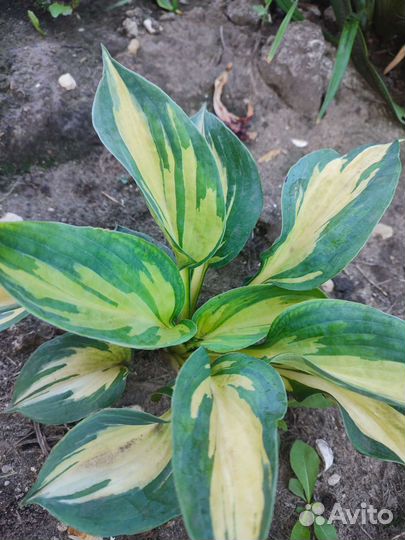 Хоста Тандерболт