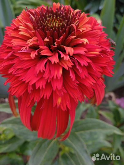 Эхинацея махровая