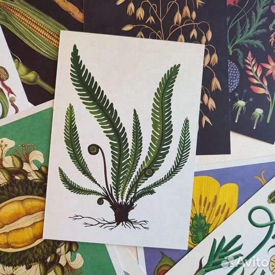 Ботаническая иллюстрация. Открытки