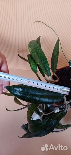 Хойя финлайсони