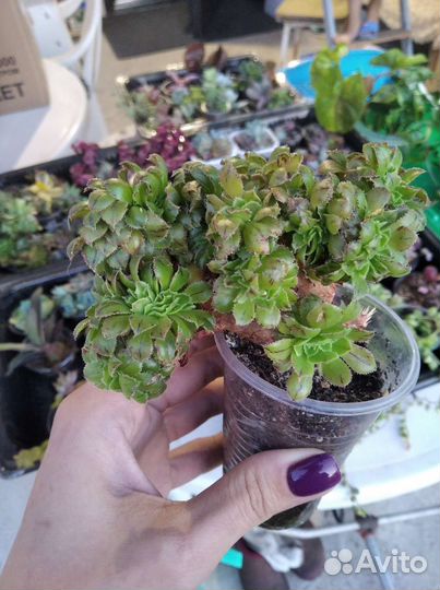 Суккуленты