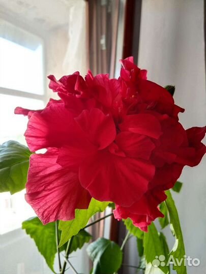 Аглаонема,гибискус