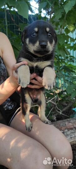 Щенята крупные метисы в дар