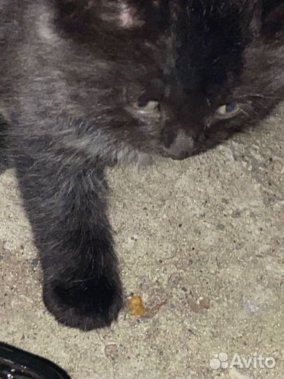 Котята хотят домой