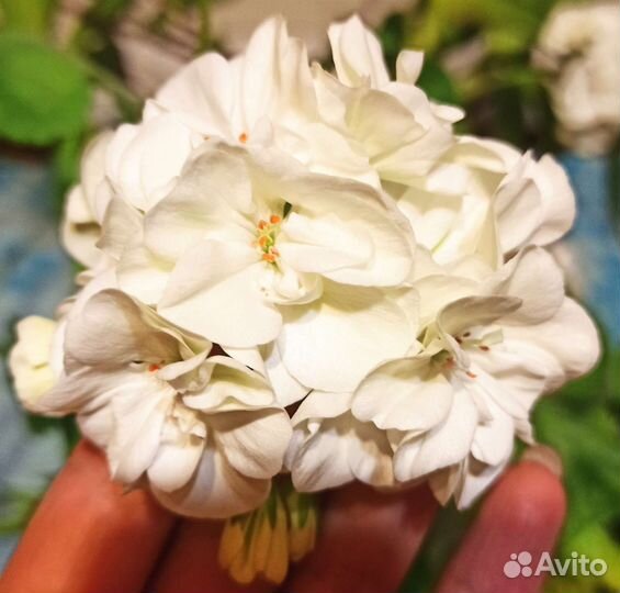 Пеларгония(герань), филодендрон, педилантус