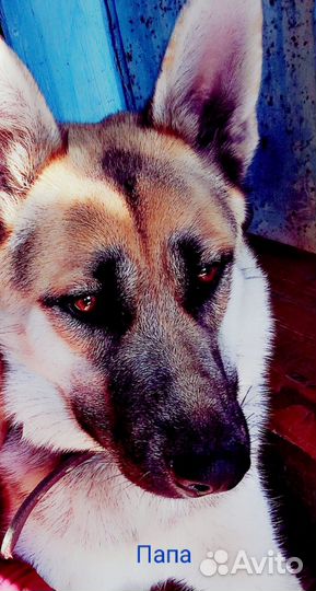 Щенок немецкой овчарки бесплатно