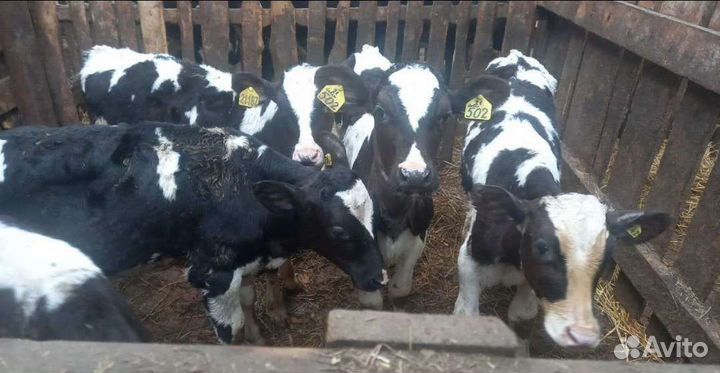 Ч бычки холмогоры сименталы абердины ангусс