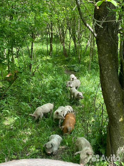 Поросята породы дюрок и крупная белая
