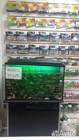 Живец карась