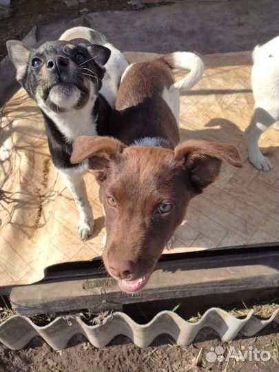 Щенки, ждущие своих хозяев