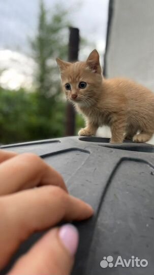Котята крысыловы