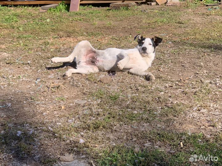 Щенок ищет дом