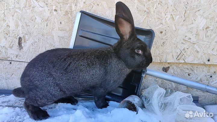 Кролики породы строкач