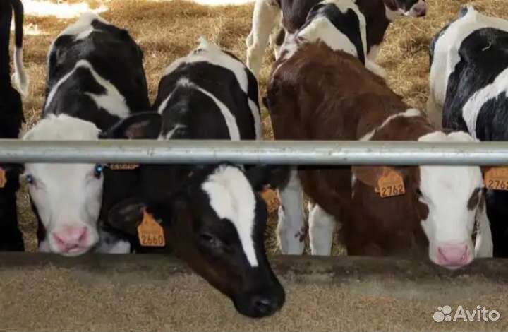 Телята бычки