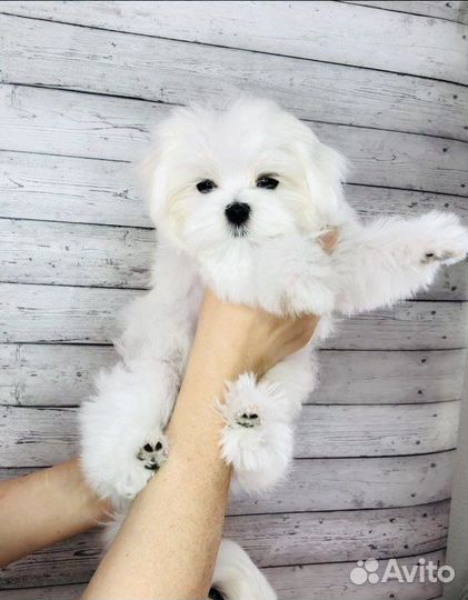 Продажа щенков Мальтийской болонки