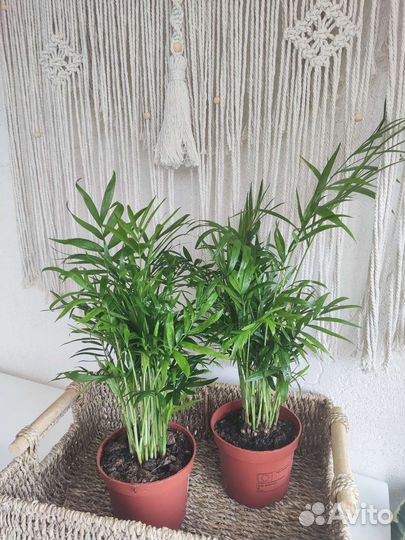 Хамедорея элеганс