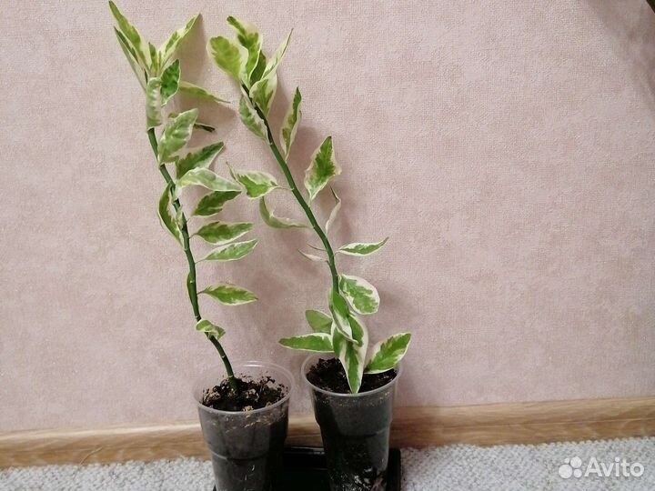 Комнатные цветы