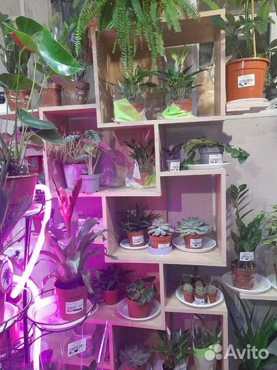 Большой ассортимент комнатных растений