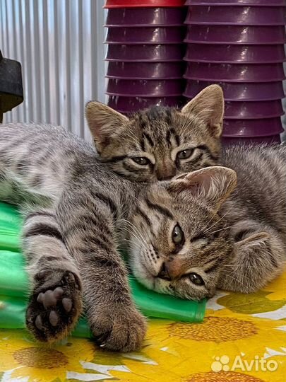 Отдам котят в хорошие руки