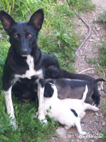 Собаки бесплатно в добрые руки щенки