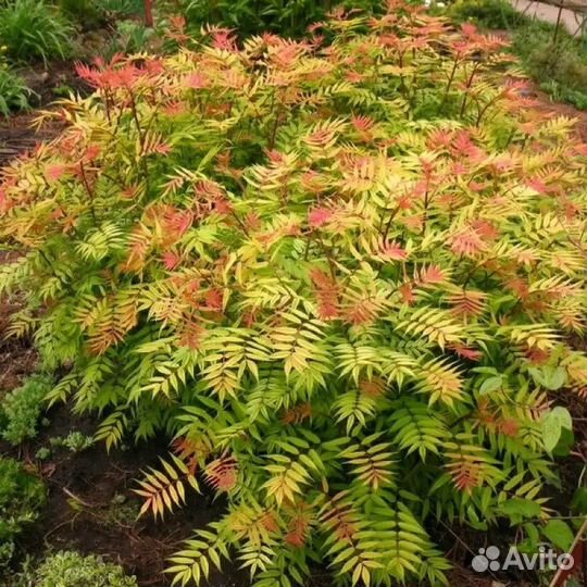 Саженцы декоративных растений