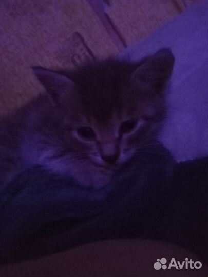 Котенок в добрые ручки