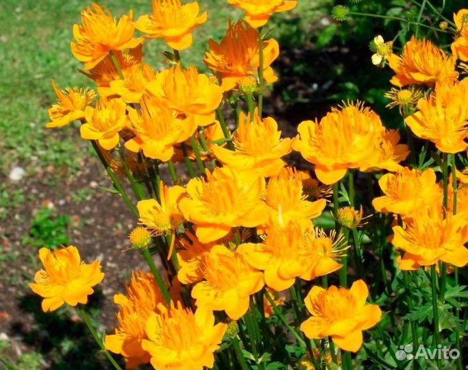 Купальница растение