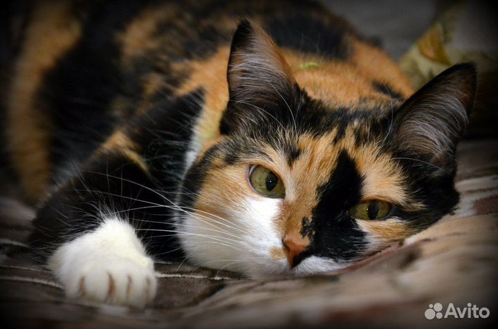 Очень общительная и контактная трехцветка в дом