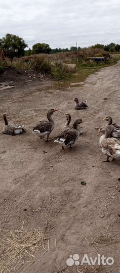 Тульские гуси