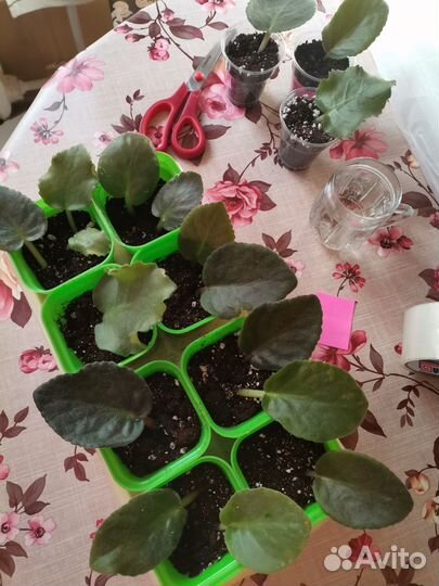 Сортовые фиалки листики