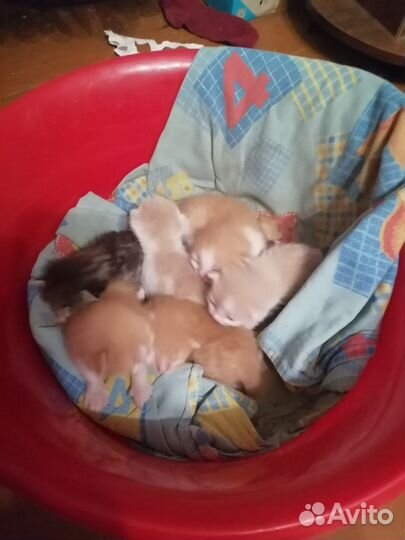 Британская кошка