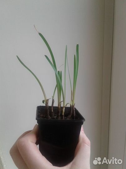 Зефирантес розовый в горшке