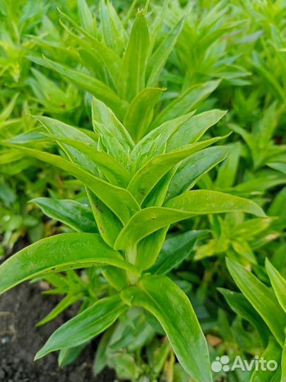 Бадан, примула,гвоздика турецкая