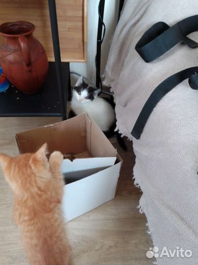 Котята