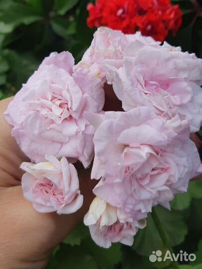 Пеларгония герань