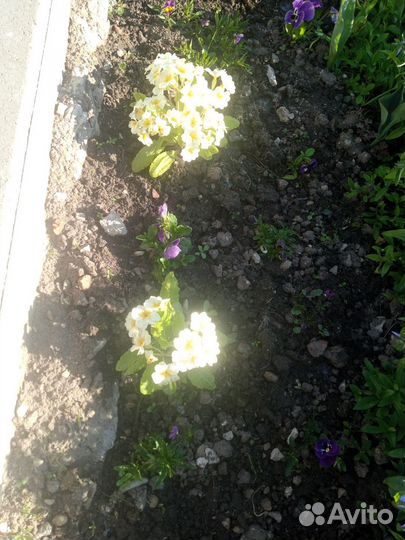 Белая сортовая примула