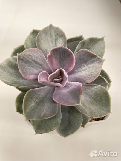 Суккуленты