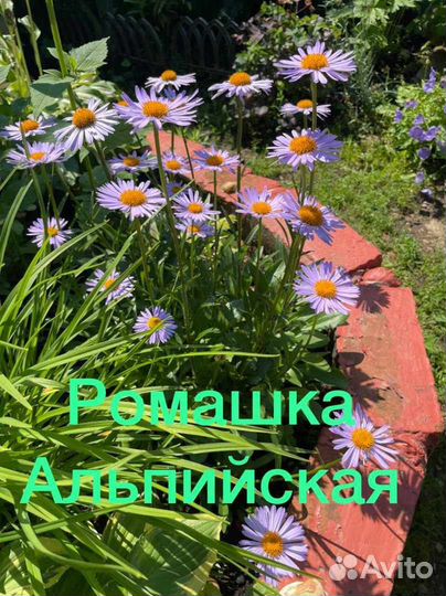 Садовые цветы