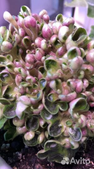 Листики и детки сортовых фиалок