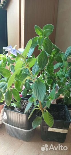 Стрептокарпелла